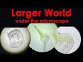 Exploring the Hidden World Preparing the Perfect Plant Cross Section for Microscopy easily