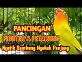 Download Lagu LABET FIGHTER NGETIK SAMBUNG NGEKEK PANJANG Durasi 1 menit, lb lain akan terpancing dan ikut bunyi.
