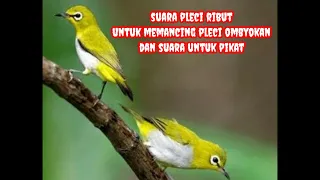 suara pleci ribut untuk memancing pleci ombyokan agar respon suara pleci ribut cocok untuk pikat
