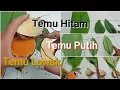 Download Lagu Perbedaan Temu Ireng, Temu Lawak dan Temu Putih