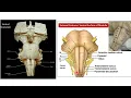 BRAINSTEM Structure Function NEUROANATOMY
