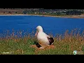 A Brahms lullaby for a Royal Albatross chick 5.2.2020
