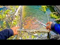Download Lagu EDAN‼️ UMPAN BELUM TURUN UDAH DIHADANG RIBUAN IKAN || mancing ikan nila dan mancing ikan red devil