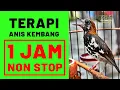 Download Lagu TERAPI ANIS KEMBANG 1 JAM NON STOP