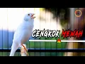Download Lagu KENARI GACOR NGEROL PANJANG CENGKOK MEWAH, KENARI LAIN BAKAL NGGAK TAHAN DENGAR INI