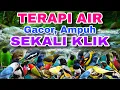 Lagu SEKALI KLIK BURUNG MACET LANGSUNG GACOR, TERAPI AIR UNTUK SEMUA JENIS BURUNG MACET BUNYI