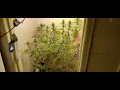G M O Root beer week 1 to 3 Flower Cannabis grow update