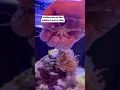 Download Lagu YOU SHOULD NEVER EAT A LIVE OCTOPUS