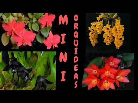 KIT MINI ORQUÍDEAS PARA O DIA DAS MÃES
