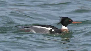 A North American fine looking drake Red-breasted Merganser swims by with a purpose in a USA harbor