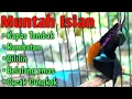 Download Lagu Kolibri Ninja (KoNin) Muntah isian Kapas Tembak, Rambatan, Belalang Emas, Cililin, Cucak cungkok