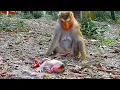Download Lagu Luna leaves baby LYNX lying on the ground alone because she is tired of breastfeeding