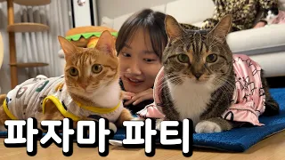 고양이들이랑 파자마 파티하기 🎊🎉