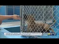 Bakersfield Animal Care Center waiving fees to reclaim pet or adopt new one