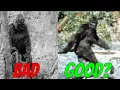 Ranking the Best (And Worst) Bigfoot Evidence