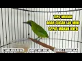 Lagu CARA MELATIH CUCAK IJO MINI MAKAN VOER !!!