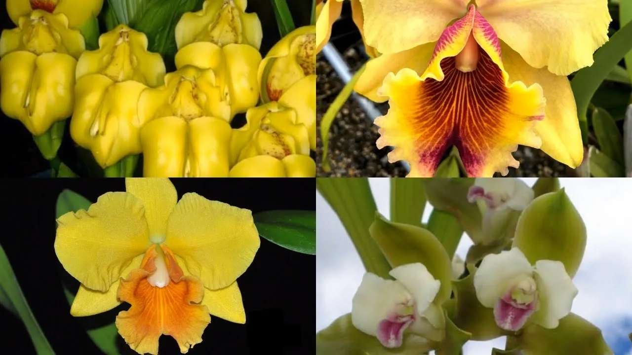 ORCHID HAUL: PRE ORDERED ORCHIDS FROM ECUAGENERA PICKED UP IN 2020 TAMIAMI SHOW