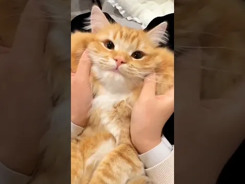 Alasan Sebenarnya Dia Menangis! π³