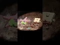 Spongebob and Patrick drying out