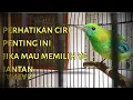 Download Lagu Cucak Ranting Anda Pasti Jantan, jika Punya Ciri Berikut