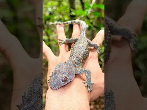 GEKGO Hacks For SURVIVAL Success! #survival #lizard #shorts