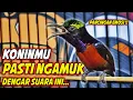 Download Lagu PANCINGAN KOLIBRI NINJA GACOR FULL MATERI ISIAN MEWAH !! TERAPI KONIN BAHAN AGAR CEPAT BUNYI
