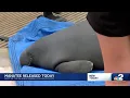 Fonzie the Manatee rescued in Port of the Islands returned safely 8 months later