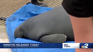 Fonzie the Manatee rescued in Port of the Islands returned safely 8 months later