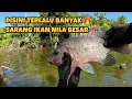 Lagu GILA‼️ SAMPAI CAPEK STRIKE🔥 ‼️ SPOT INI MEMANG SARANGNYA IKAN NILA || mancing ikan nila di waduk