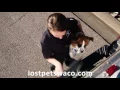 Lost Your Pet Visit LostPetsWaco com