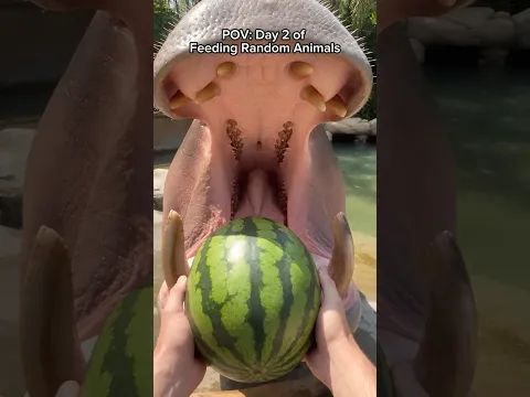 This Hippo Smashed a Whole Watermelon 🦛🍉