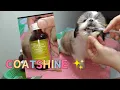 Download Lagu 5 Shihtzu Puppies 🐾| Taking Coatshine Syrup | Omega Fatty Acids + Vitamins + Minerals