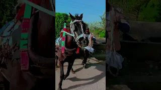 حصان جامع جديد اقوى نية شد اكبر نقلة برسيم                   دندنها