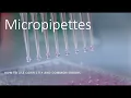 Micropipettes - How to use one correctly and common errors
