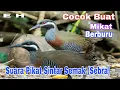 Download Lagu Suara Sintar Semak/Rawa(sebra) Cocok Buat Mikat Dan Hunting