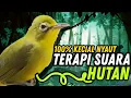 Download Lagu Terapi Kecial Kuning Dan Suara Hutan 100% Ampuh Untuk Kecial Kuning Malas Bunyi | PEPADU KECIAL