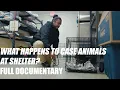 What Happens To Case Animals At A Shelter Beyond Sheltering Free Documentary