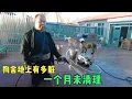 Download Lagu 一个月未清洗的狗舍地上有多脏，老舅直呼给钱都没人洗，真累人啊