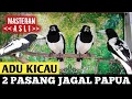 JAGAL PAPUA BLOROK GACOR 2 PASANG ADU KICAU | MASTERAN JAGAL PAPUA ASLI | Hooded Butcherbird Sound