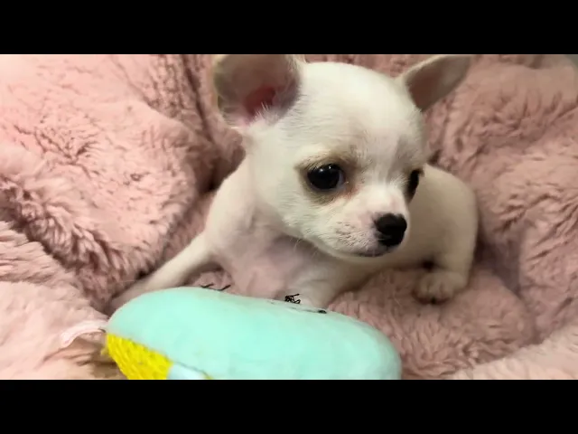動画