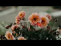 Nora Van Elken - Borneo (Chill House | Deep House | Lounge House)