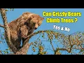 Can Grizzly Bears Climb Trees