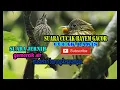 Download Lagu Suara pikat atau masteran untuk cucak bayem