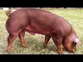Duroc Pigs Well-Muscled Calm Temperament