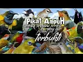 Download Lagu suara pikat semua jenis burung liar paling ampuh || suara pikat burung kecil dan besar paling jitu