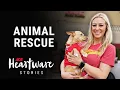 Animal Rescue - Ace Heartware Stories