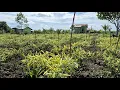 Download Lagu TANAMAN CABE \u0026 SAYURAN TUMBUH SUBUR DI  LAHAN PAK MARNO: KONDISI LAHAN WARGA SETELAH DITANGGUL