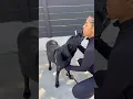 What did my dogs get at Vetco