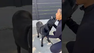 What did my dogs get at Vetco