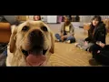 Therapy dogs reduce stress one paw at a time at CMU